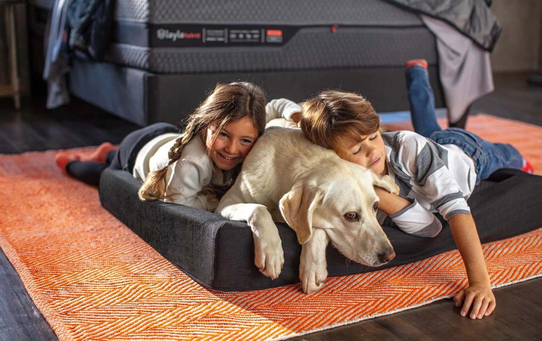 Best Dog Beds of 2026: Top Rated Beds for Every Breed